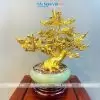 bonsai chậu mai dát vàng
